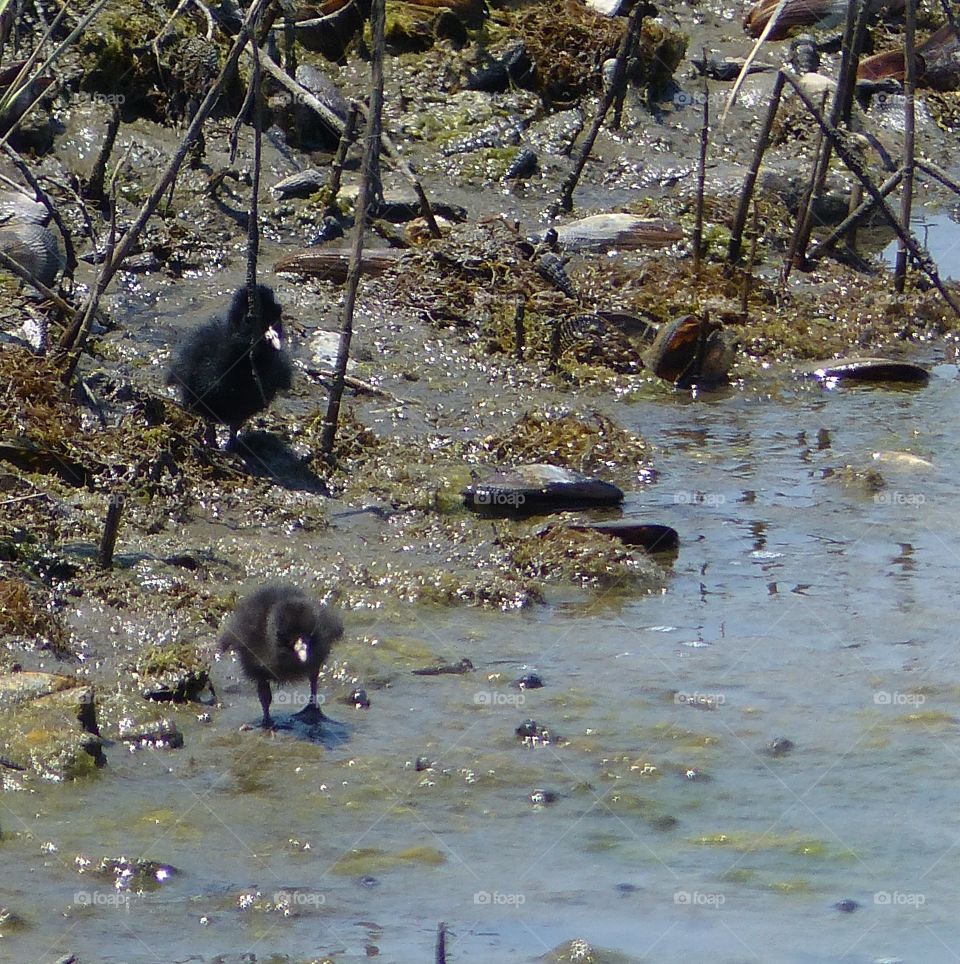 California Clapper Rail chicks #2