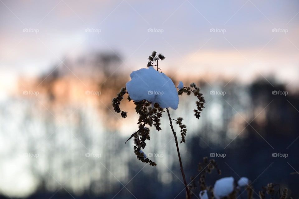 Close up on a snow on a plant with beautiful background 