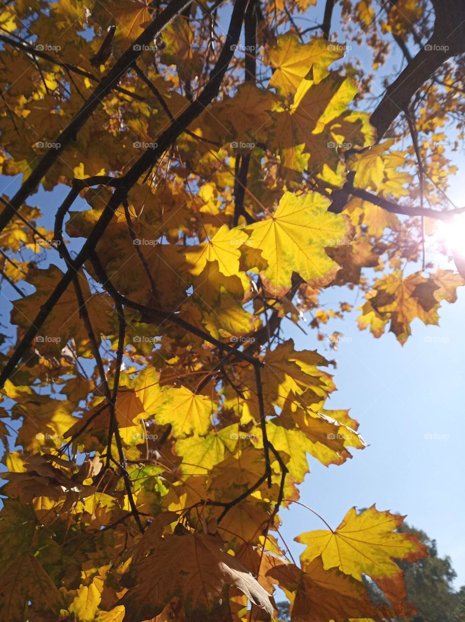 Fall Wins! (Bonus Exclusive Mission)