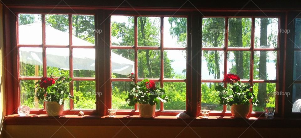 Flowers in the window