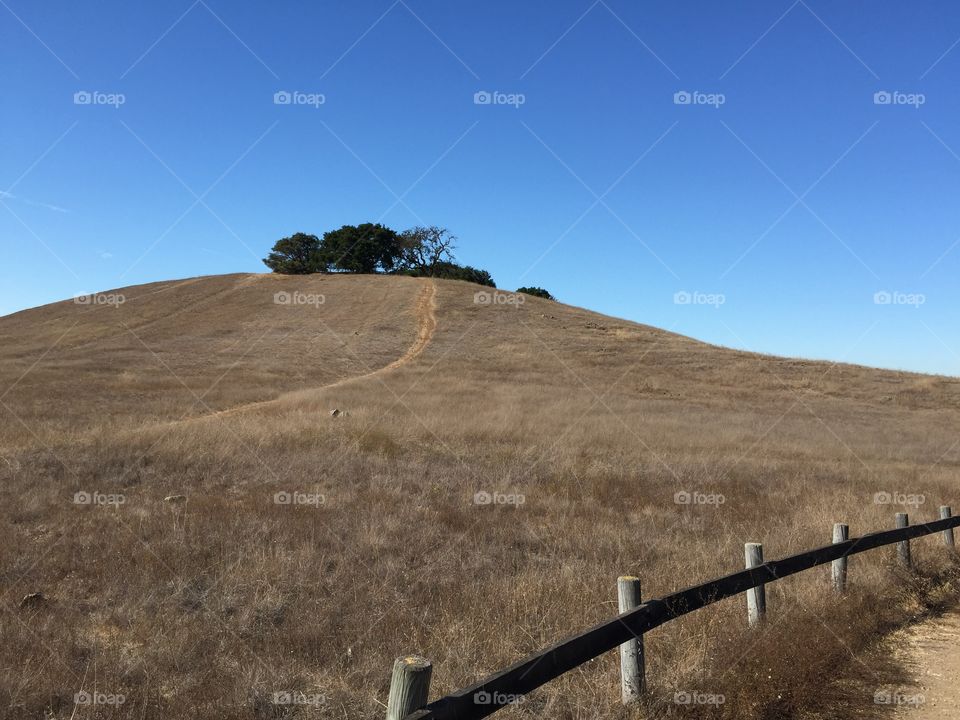 Fence tree and hill at Edgewood 