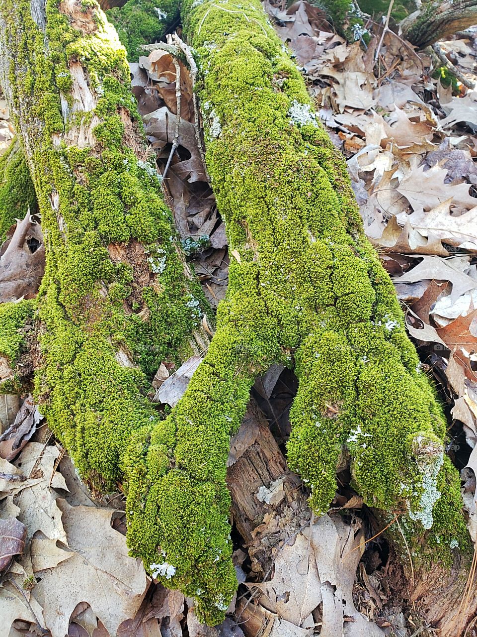 moss on old dry dead tree trunk