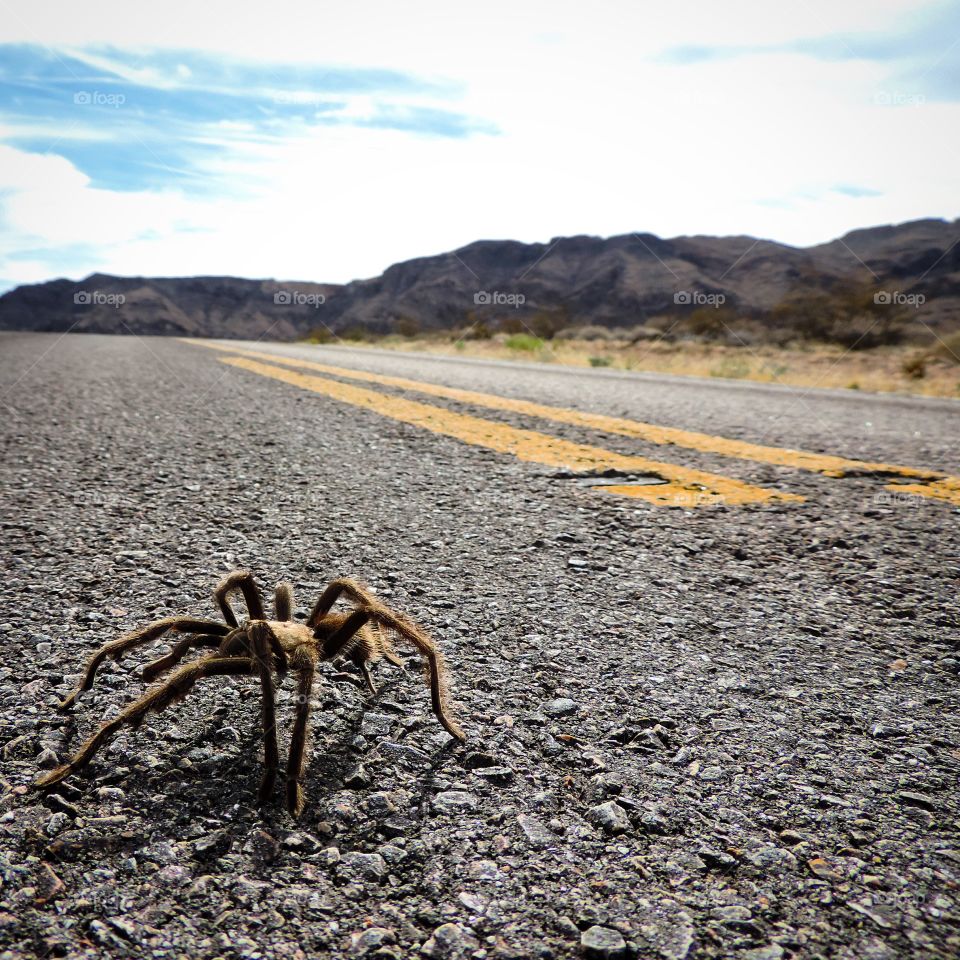 Unfortunately a lot of tarantulas will get run over by cars every year while crossing desert roads.  