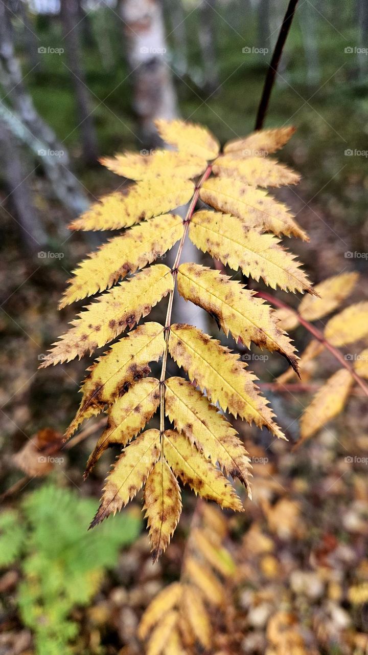 Rowan leaves in autumn color