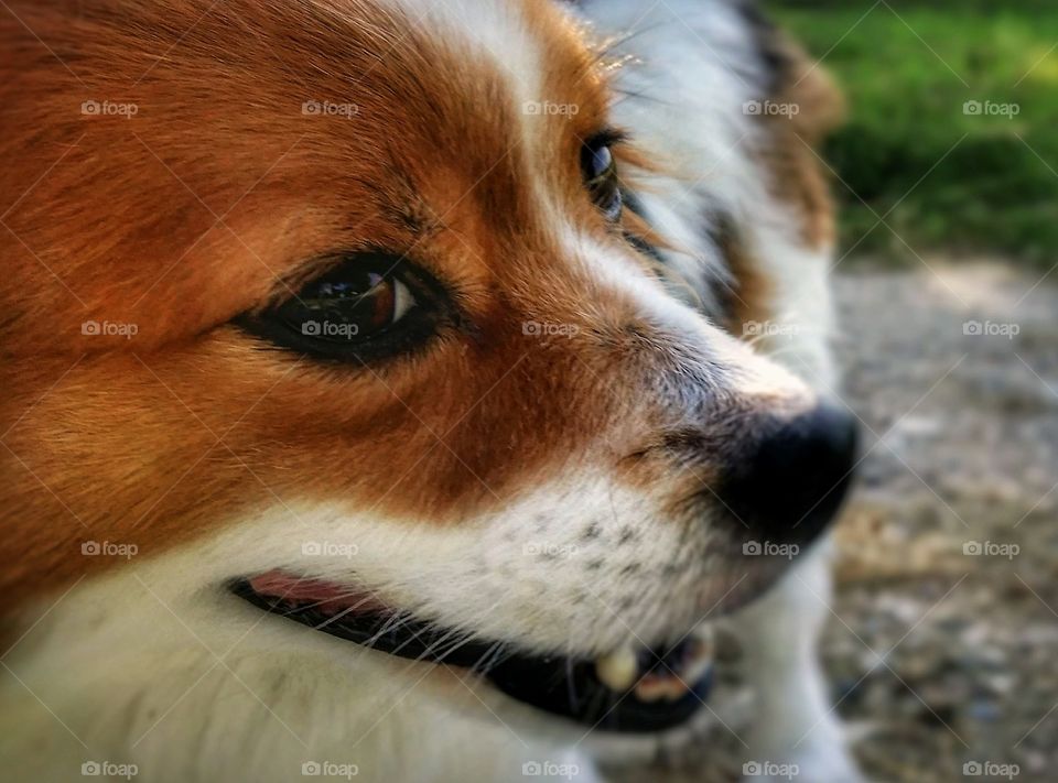 Smiling Papillion