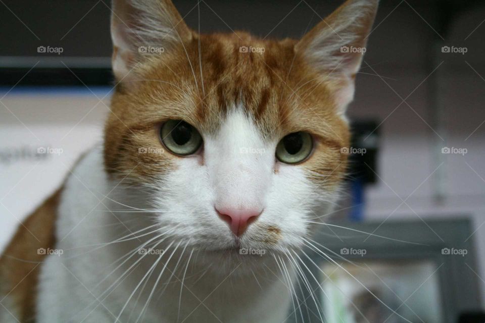 Domestic orange tabby cat close up.