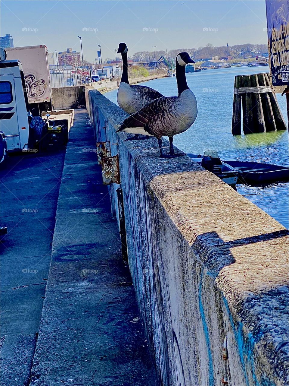 These two adult geese have been posing for us for a while now here at “Newtown Creek” in LIC, Queens, NY. They have been filmed, too. I think it’s the same couple, or is it ? 2023. Hypnotic Productions
