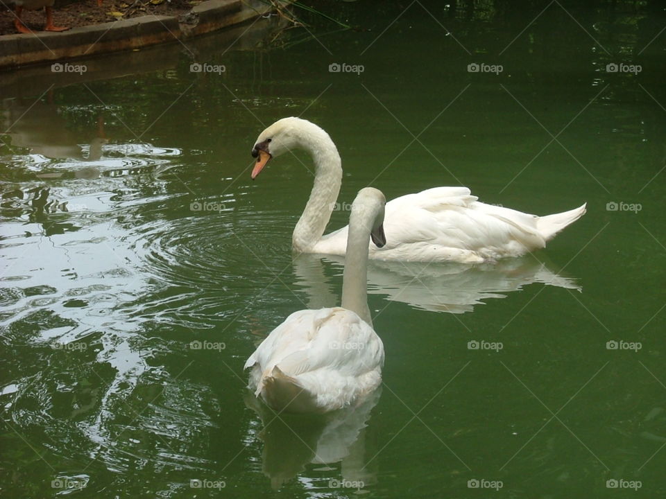 Swans