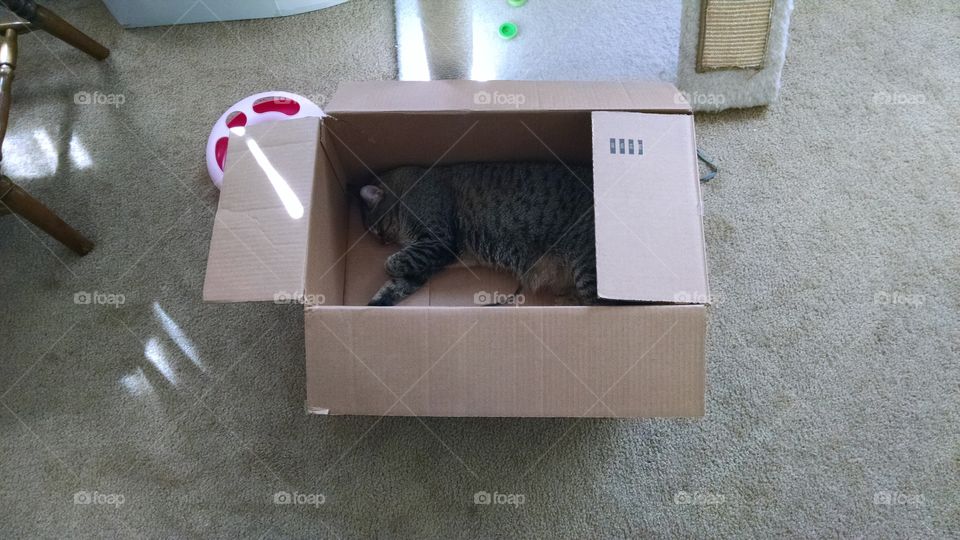 cats love boxes