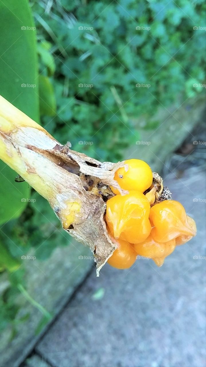 Sunk Cabbage Seeds - Close up