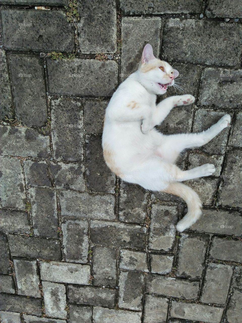 Life with Pets
Sun  bathing