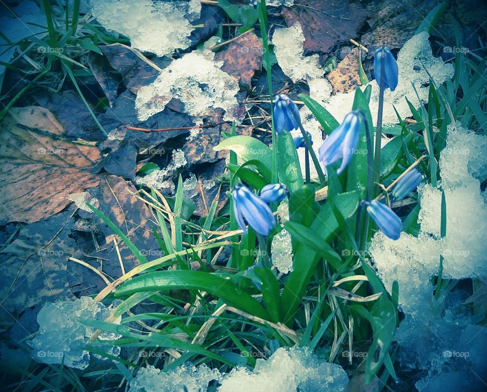 spring flowers