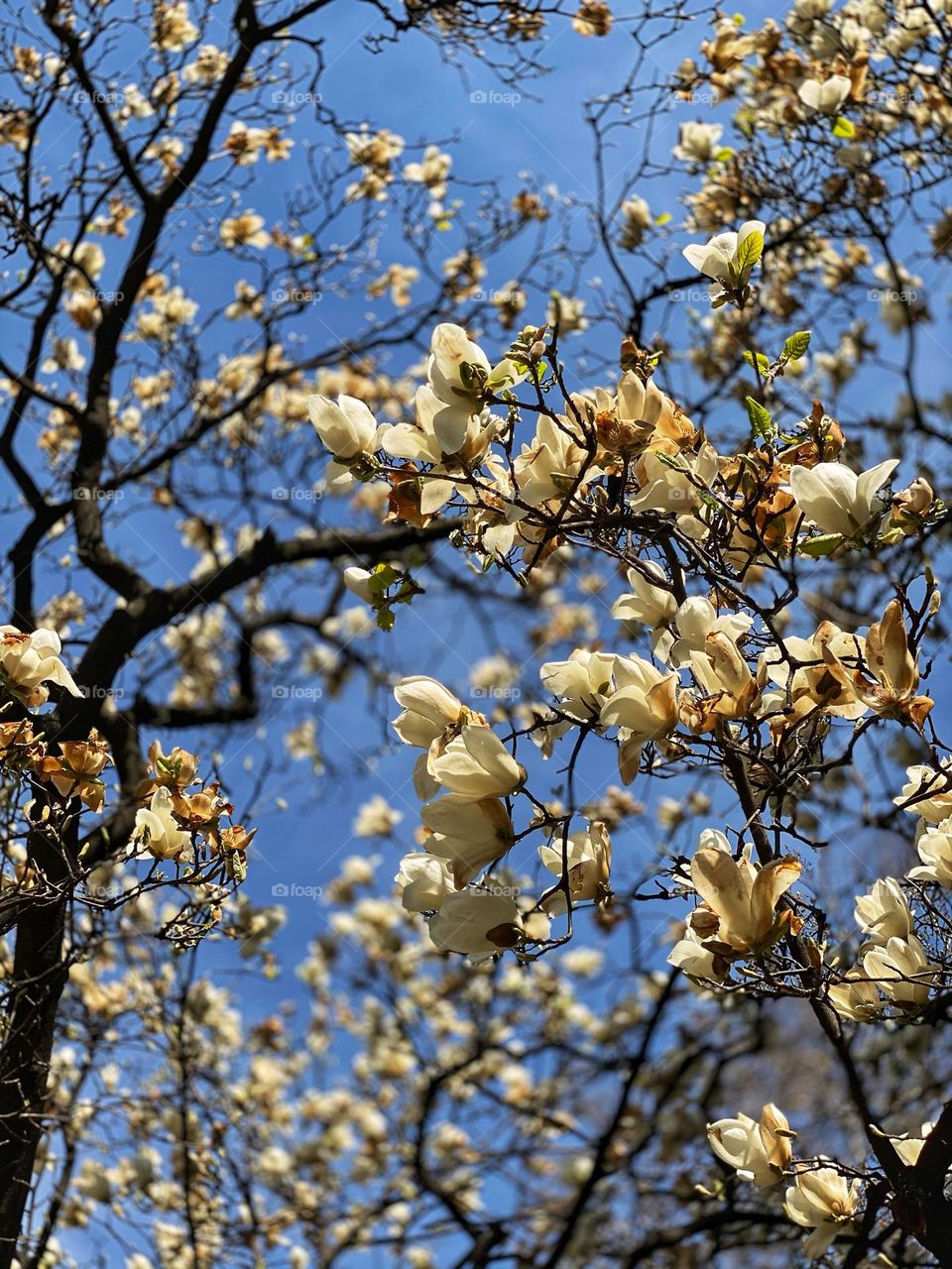 When spring il coming white flowers dance on the trees