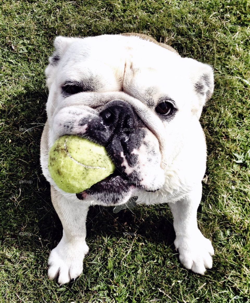 dog pet bulldog tennis by richjones78