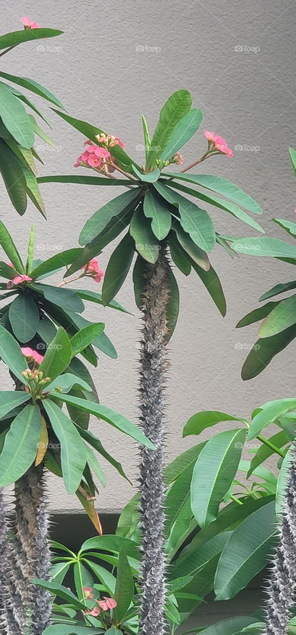 Grown-of-Thorns(Euphorbia milii)blooms.