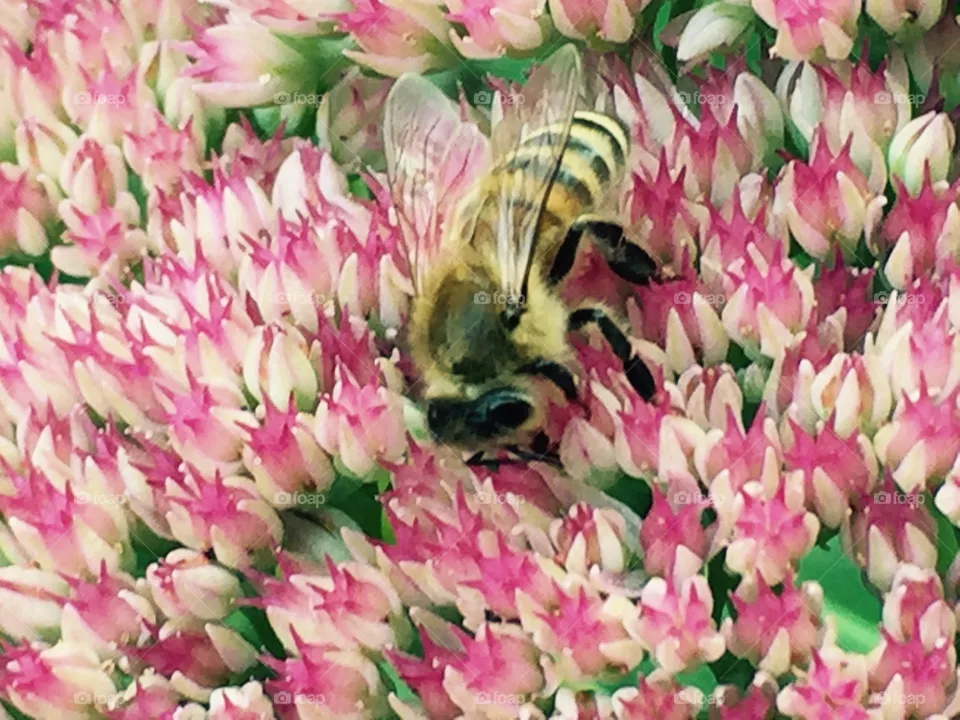 Busy bee