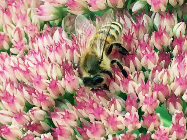 Busy bee