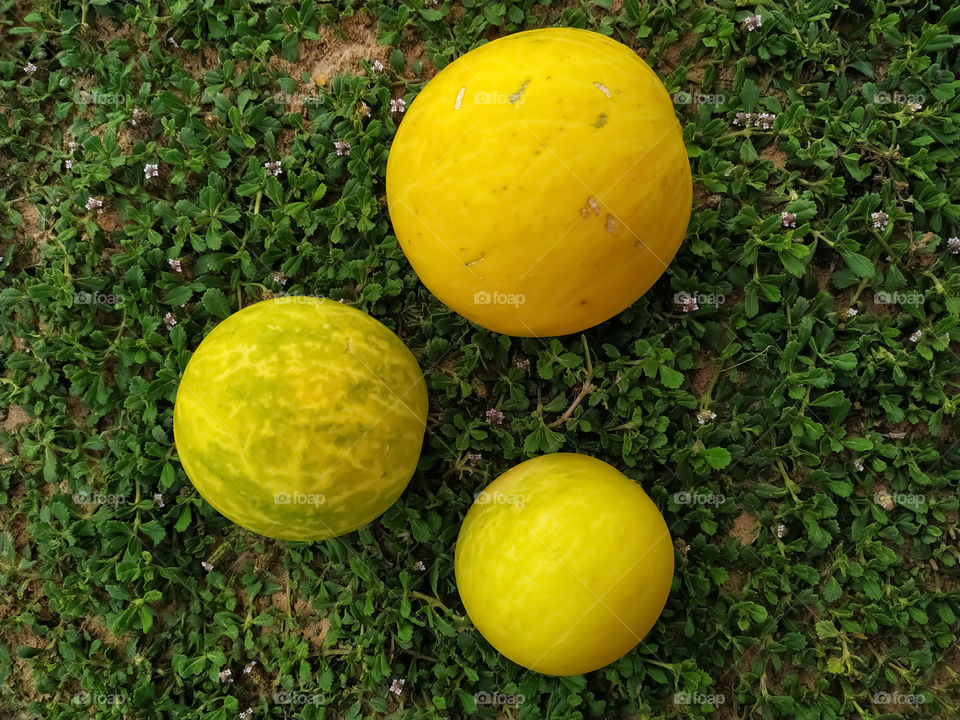 Yellow Three Bitter melon on the green grass