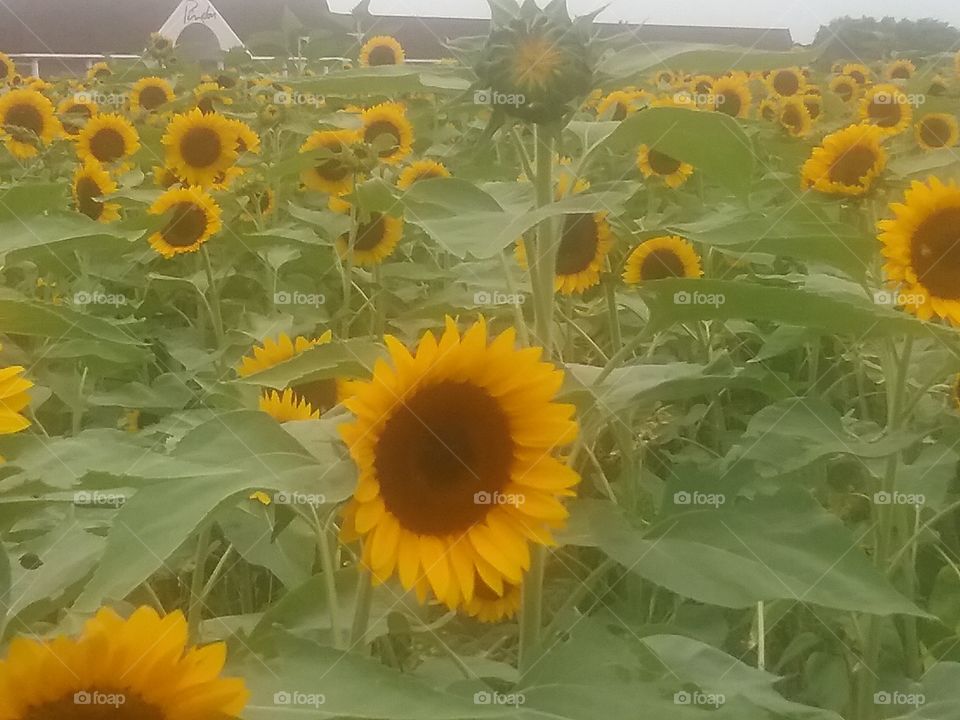 A field of beautiful sunflowers.