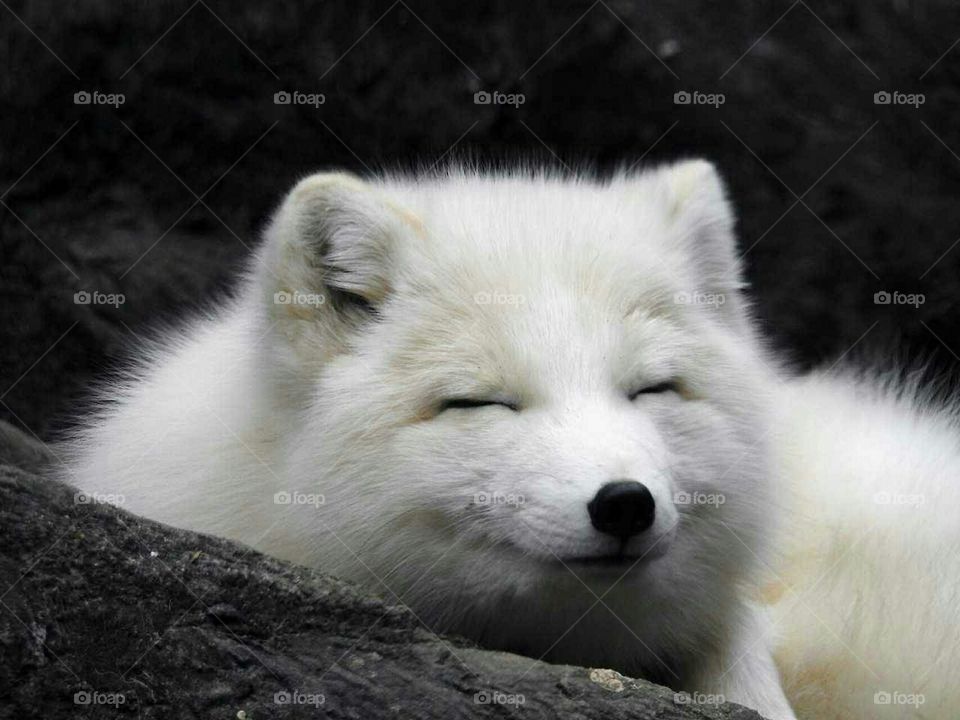 arctic fox