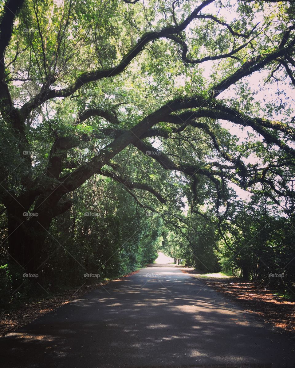 Live oaks. Covington, Louisiana