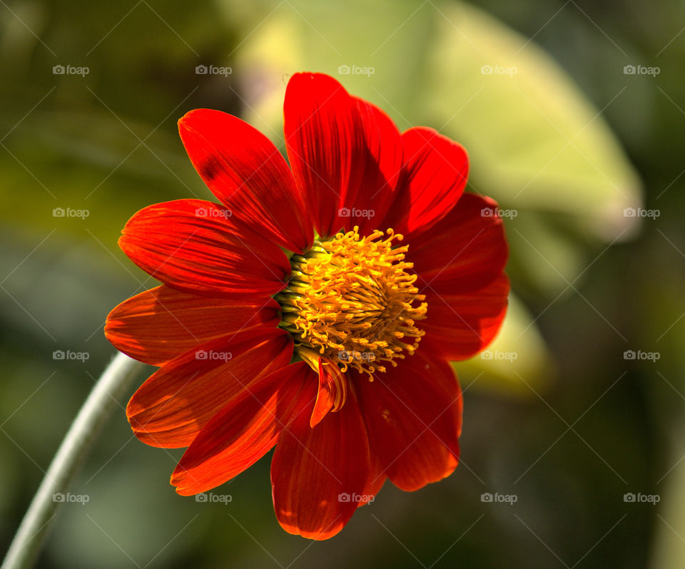 Big red flower with green background