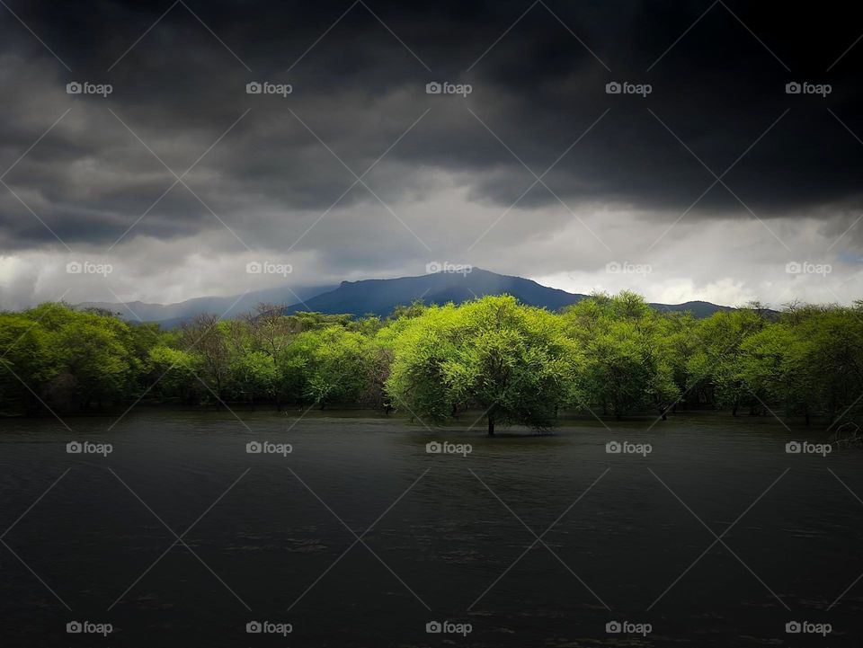 Wetland and Trees