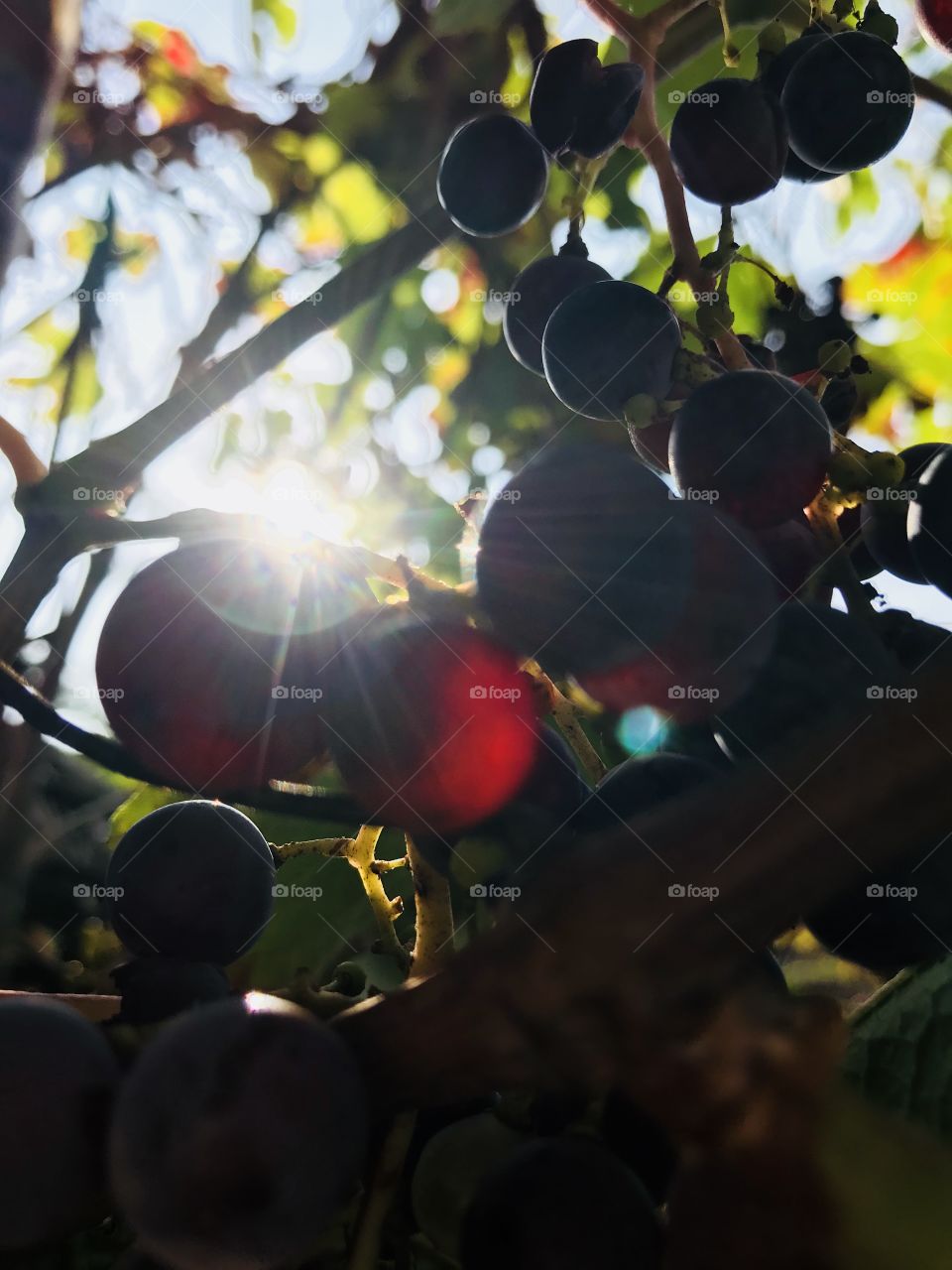 Grapes in summer ♥️