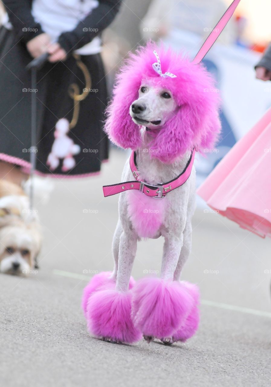 Cute dog walking on street