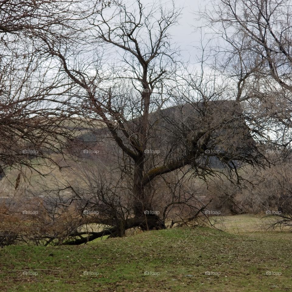 rock behind tree in winter