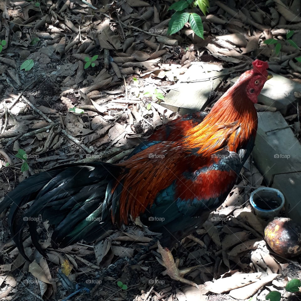 "Si Jago". A Rooster, also known as a cock or cockerel.