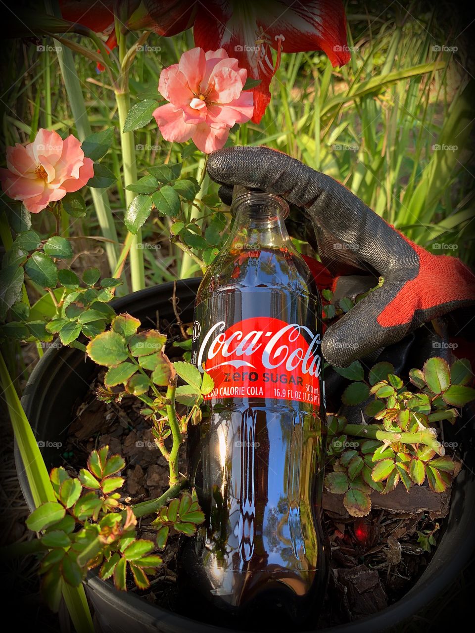 Refreshing Coca Cola while gardening.