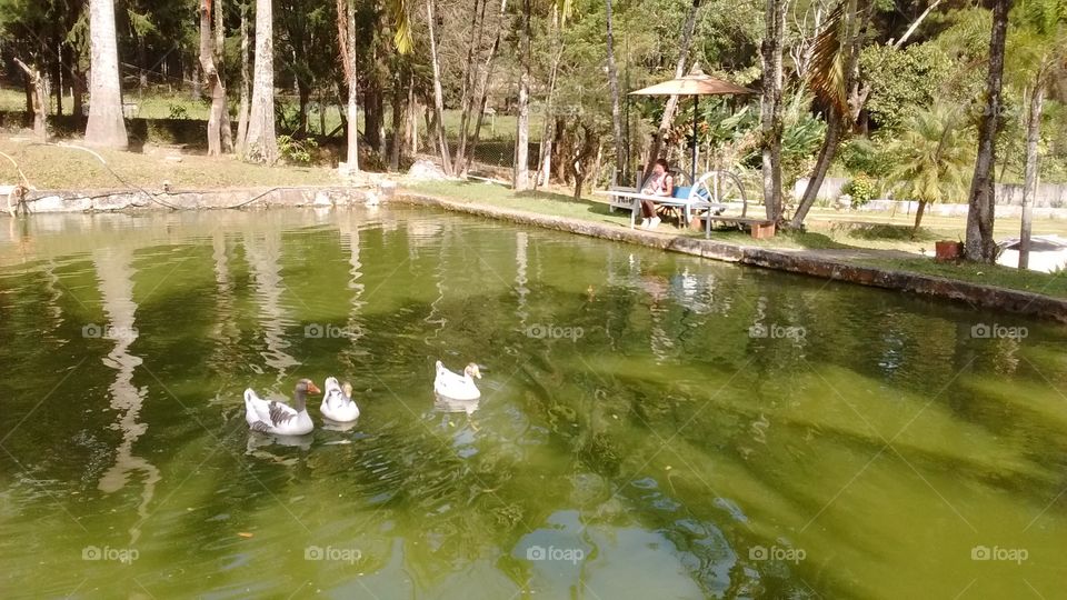 Um aprazível lugar para descansar: a Serra do Japi, o pulmão verde de Jundiaí!