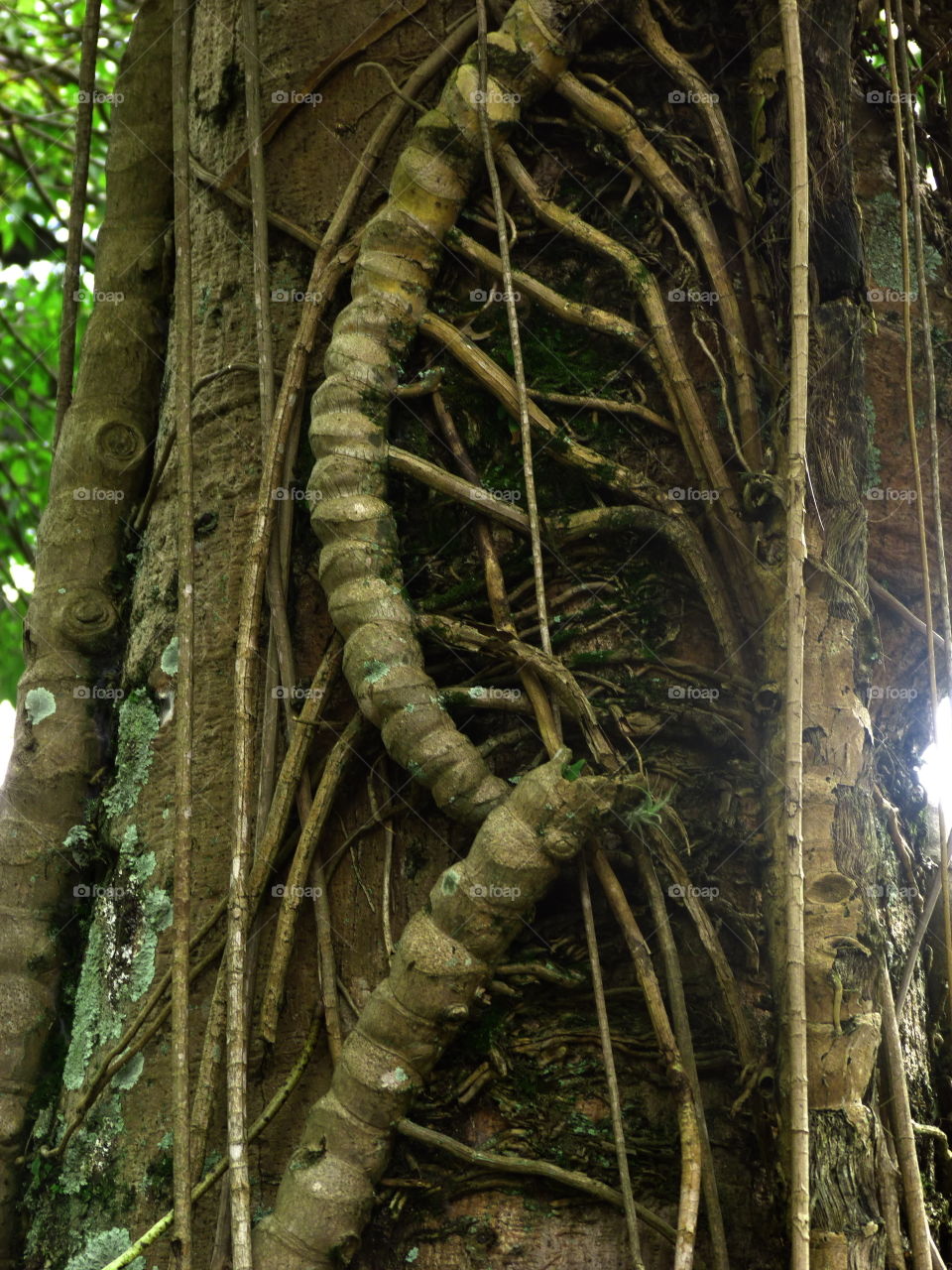 Exotic tree in Costa Rica 