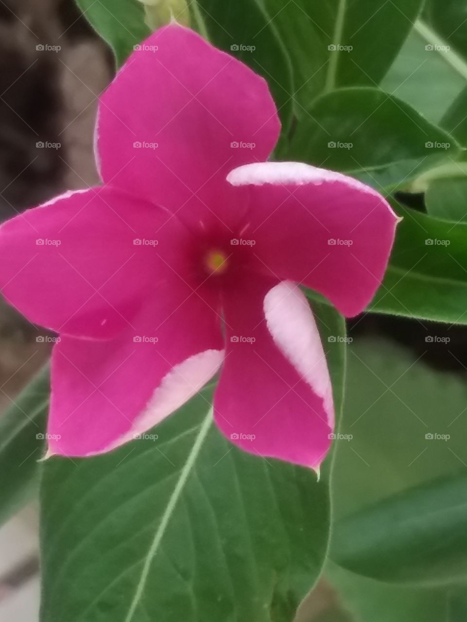 Nature, Flower, Flora, No Person, Leaf