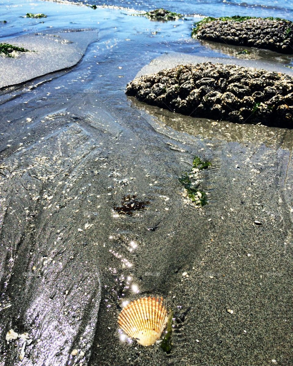A shell on a beach 
