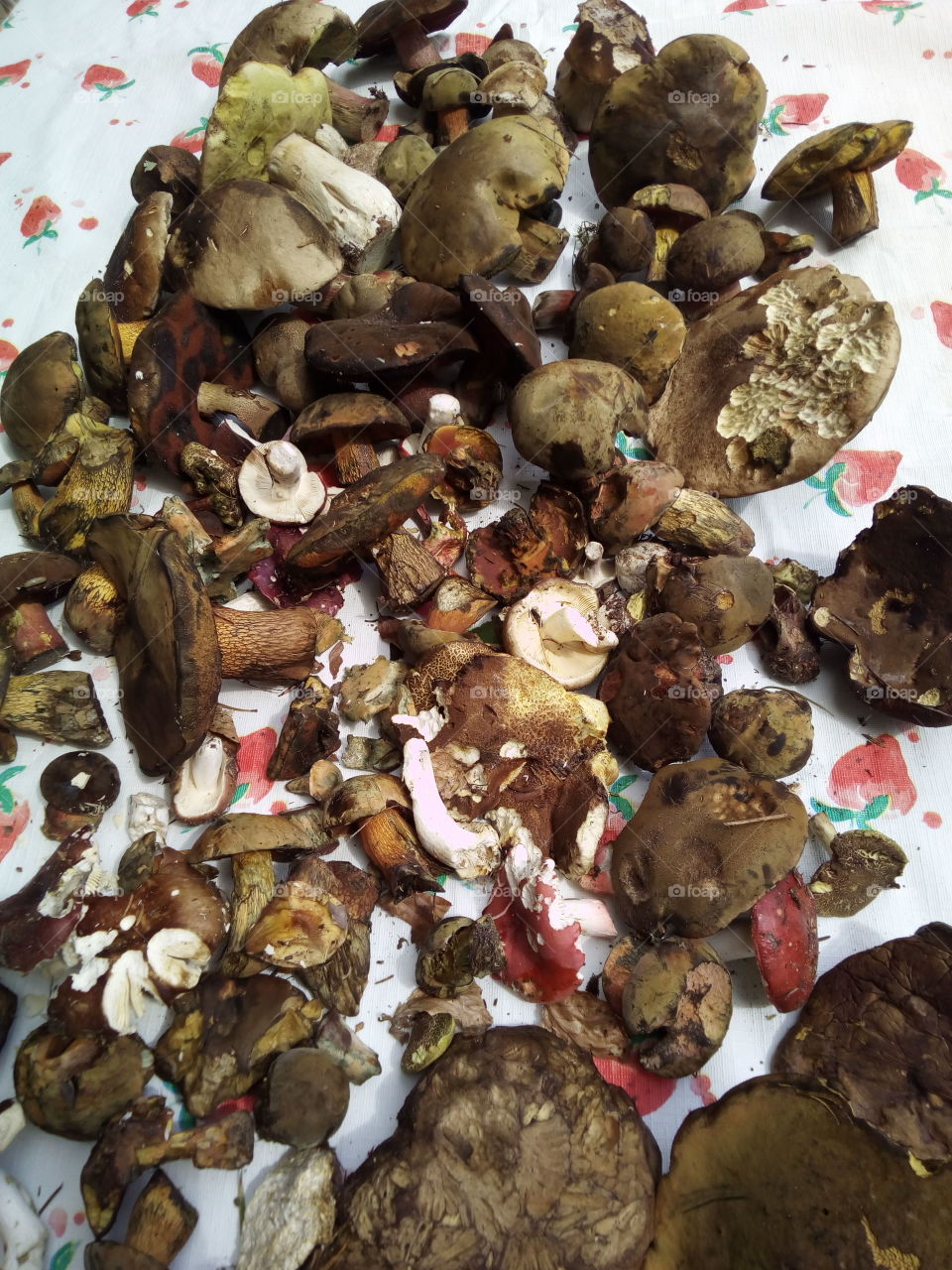 Mushrooms of the Black Forest