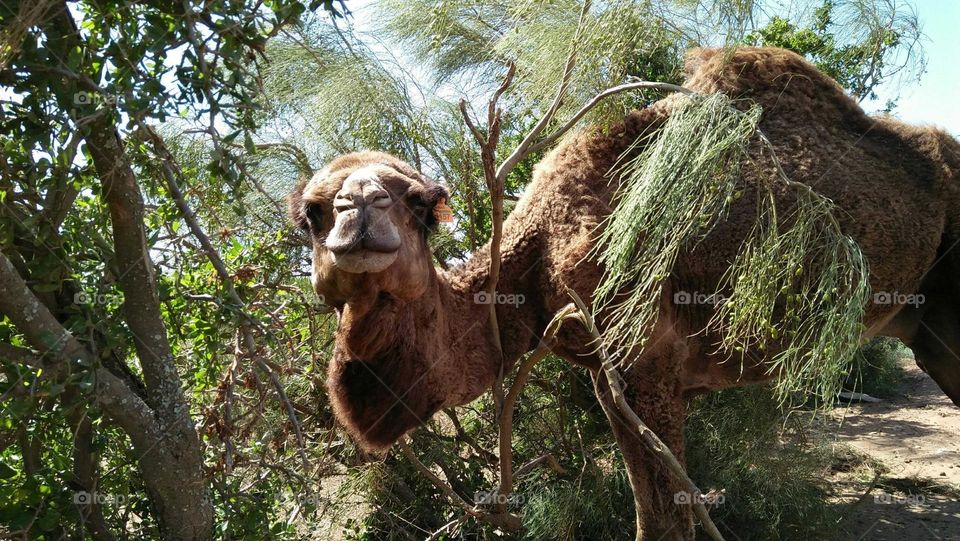 Beautiful head of a camel.