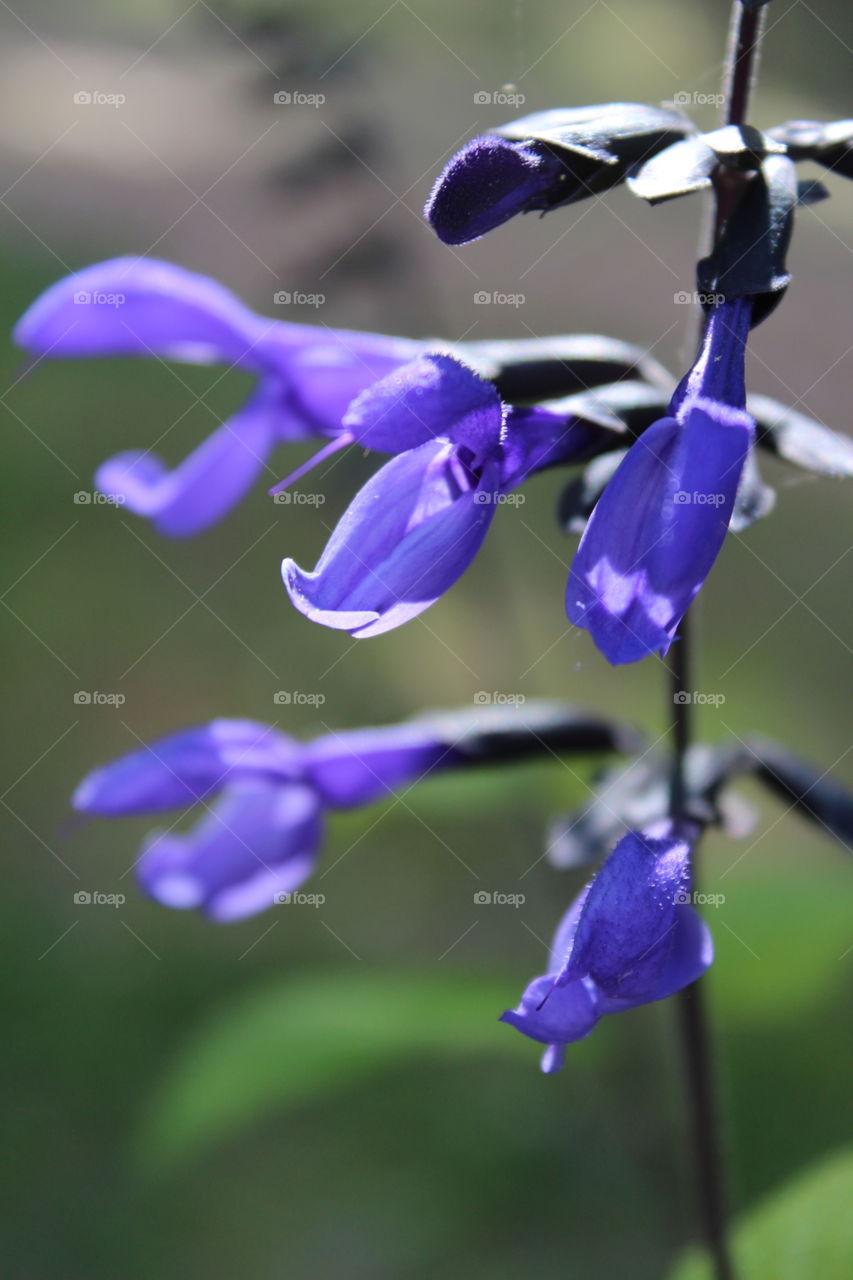 Purple Flowers 