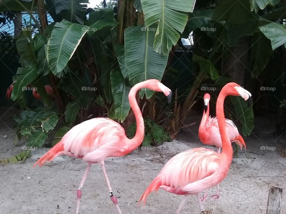 flamingo
