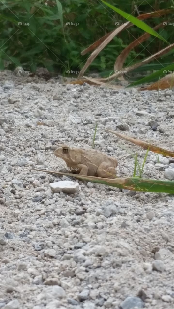 Nature, No Person, Outdoors, Ground, Stone