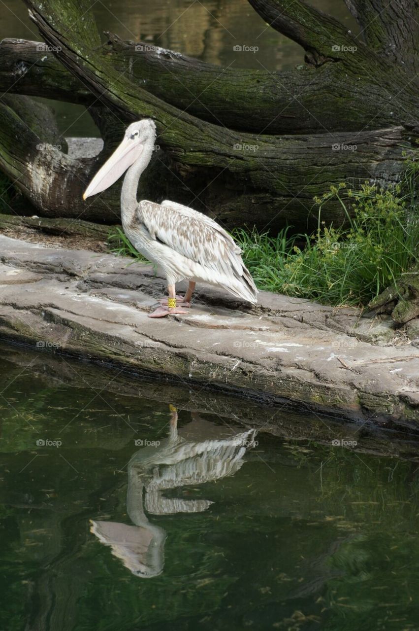 Pink Backed Pelican