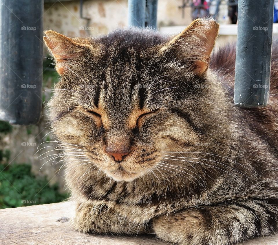 Greek cat Athens