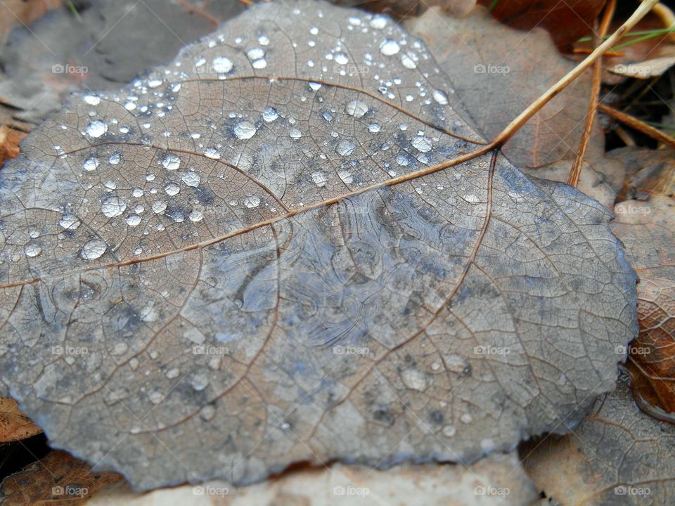 drops on a leaf texture