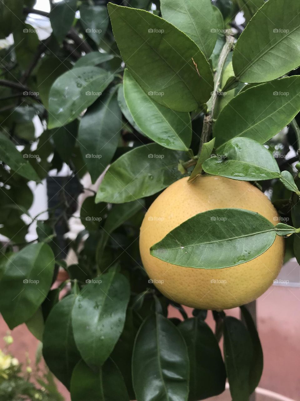 Rip and Ready Orange on Tree