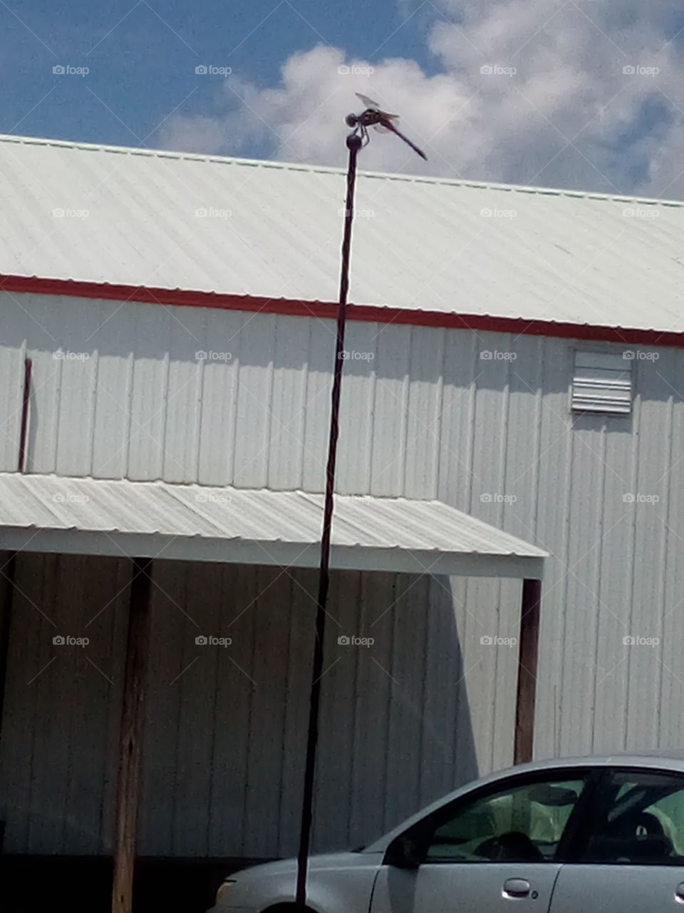 this little guy found himself a perch he likes very well. thought we'd have to take him home.