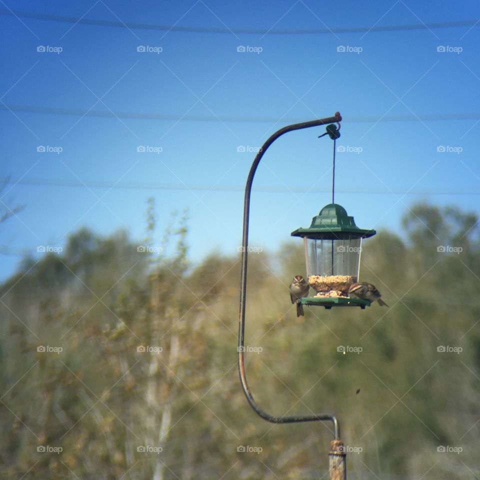 Two birds at the birdfeeder