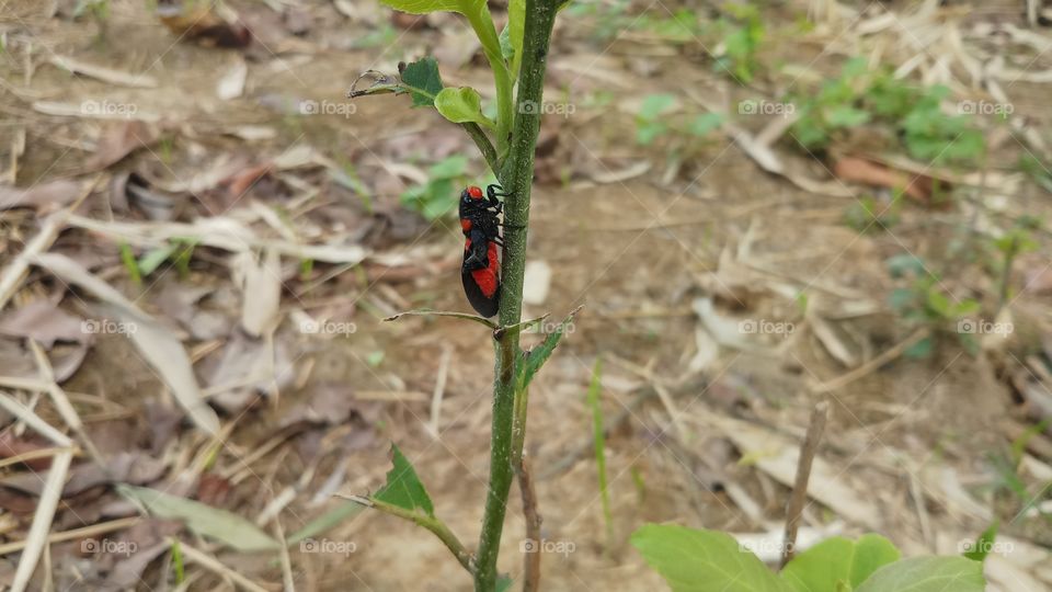 A beautiful Red and Black insect is found in Spring time where flowers are growing.