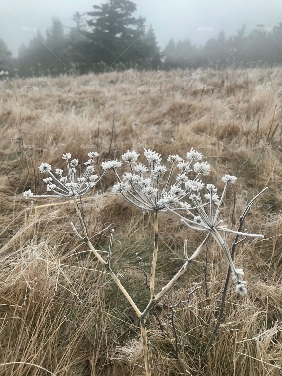 Misty mornings - Frost Flowers 