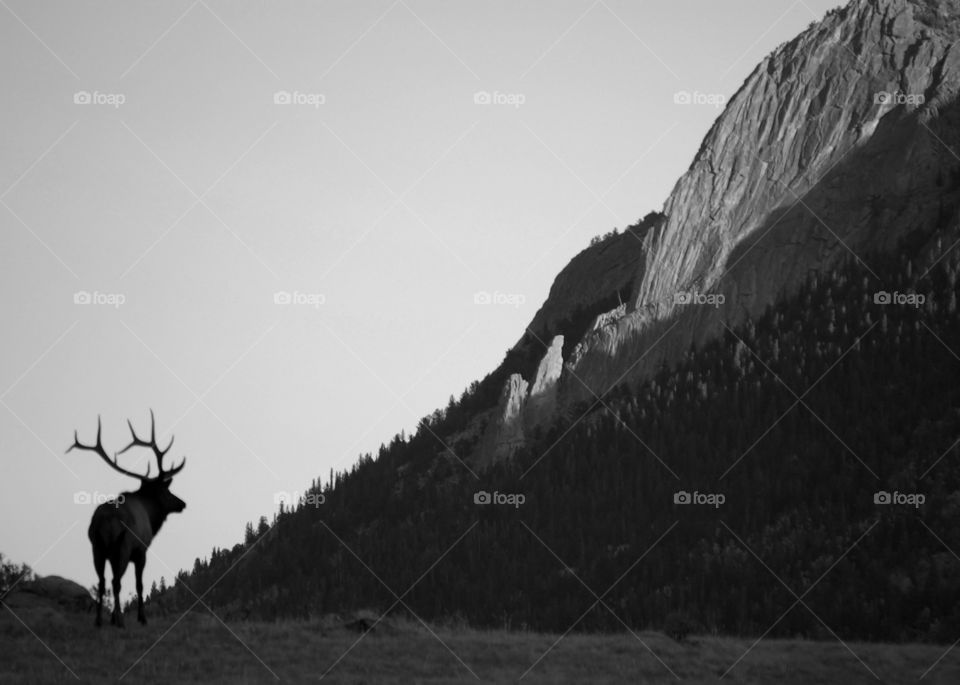 Bull elk admiring the mountains